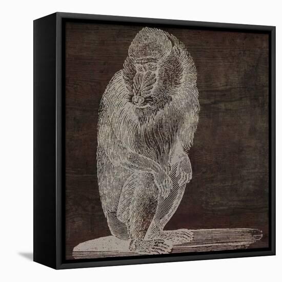 Monkey-null-Framed Stretched Canvas