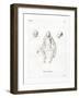 Monkey-null-Framed Giclee Print