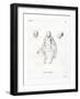 Monkey-null-Framed Giclee Print