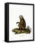 Monkey-null-Framed Stretched Canvas