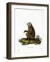 Monkey-null-Framed Giclee Print