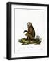 Monkey-null-Framed Giclee Print