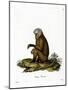 Monkey-null-Mounted Giclee Print