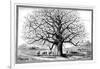 Monkeybread Tree, 19th Century-Science Photo Library-Framed Photographic Print