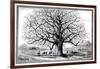 Monkeybread Tree, 19th Century-Science Photo Library-Framed Photographic Print