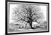 Monkeybread Tree, 19th Century-Science Photo Library-Framed Photographic Print