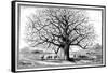 Monkeybread Tree, 19th Century-Science Photo Library-Framed Stretched Canvas