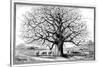 Monkeybread Tree, 19th Century-Science Photo Library-Stretched Canvas