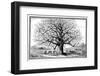 Monkeybread Tree, 19th Century-Science Photo Library-Framed Premium Photographic Print
