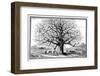 Monkeybread Tree, 19th Century-Science Photo Library-Framed Photographic Print