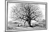 Monkeybread Tree, 19th Century-Science Photo Library-Mounted Photographic Print