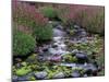 Monkeyflowers along Paradise Creek, Mt. Rainier National Park, Washington, USA-Jamie & Judy Wild-Mounted Premium Photographic Print