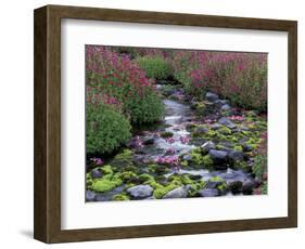 Monkeyflowers along Paradise Creek, Mt. Rainier National Park, Washington, USA-Jamie & Judy Wild-Framed Photographic Print