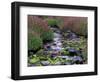 Monkeyflowers along Paradise Creek, Mt. Rainier National Park, Washington, USA-Jamie & Judy Wild-Framed Photographic Print