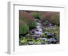 Monkeyflowers along Paradise Creek, Mt. Rainier National Park, Washington, USA-Jamie & Judy Wild-Framed Photographic Print