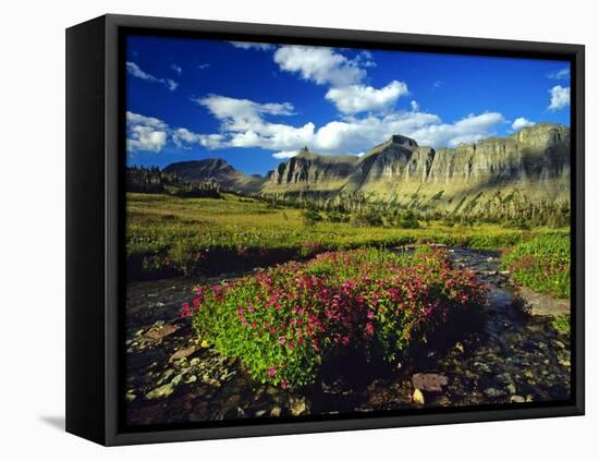 Monkeyflowers at Logan Pass in Glacier National Park, Montana, USA-Chuck Haney-Framed Stretched Canvas