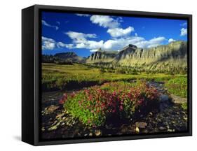 Monkeyflowers at Logan Pass in Glacier National Park, Montana, USA-Chuck Haney-Framed Stretched Canvas