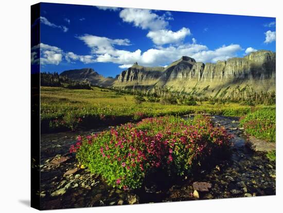 Monkeyflowers at Logan Pass in Glacier National Park, Montana, USA-Chuck Haney-Stretched Canvas