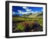 Monkeyflowers at Logan Pass in Glacier National Park, Montana, USA-Chuck Haney-Framed Photographic Print