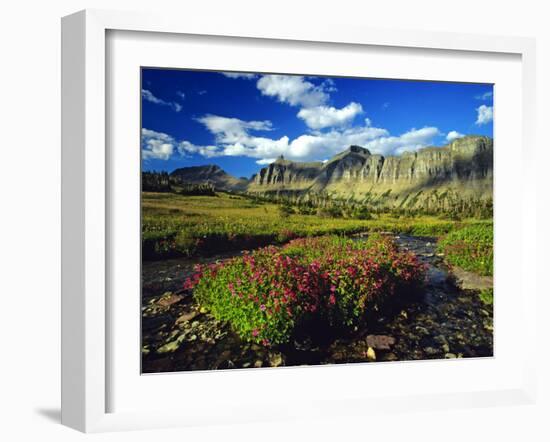 Monkeyflowers at Logan Pass in Glacier National Park, Montana, USA-Chuck Haney-Framed Photographic Print