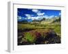 Monkeyflowers at Logan Pass in Glacier National Park, Montana, USA-Chuck Haney-Framed Photographic Print