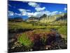 Monkeyflowers at Logan Pass in Glacier National Park, Montana, USA-Chuck Haney-Mounted Photographic Print