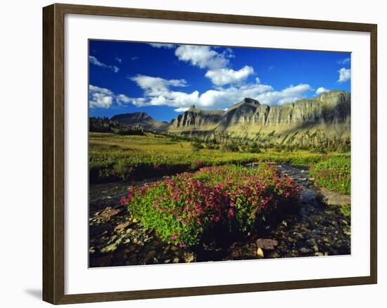 Monkeyflowers at Logan Pass in Glacier National Park, Montana, USA-Chuck Haney-Framed Photographic Print