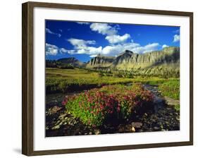 Monkeyflowers at Logan Pass in Glacier National Park, Montana, USA-Chuck Haney-Framed Photographic Print