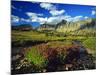 Monkeyflowers at Logan Pass in Glacier National Park, Montana, USA-Chuck Haney-Mounted Photographic Print