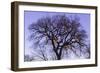 Monkeying Around-NjR Photos-Framed Giclee Print