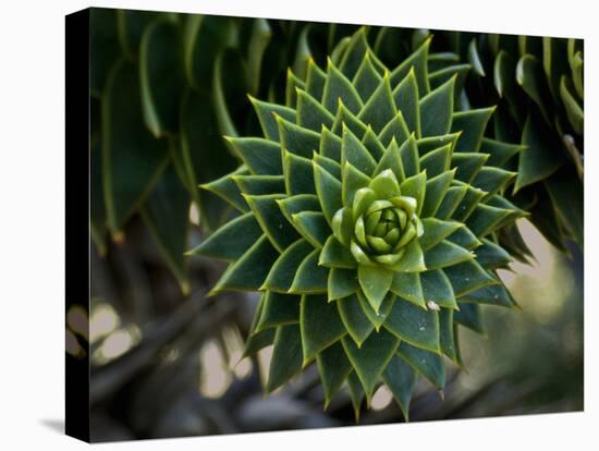 Monkeypuzzle Trees, Huerquehue National Park, Chile-Scott T. Smith-Stretched Canvas