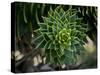 Monkeypuzzle Trees, Huerquehue National Park, Chile-Scott T. Smith-Stretched Canvas