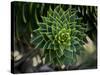 Monkeypuzzle Trees, Huerquehue National Park, Chile-Scott T. Smith-Stretched Canvas