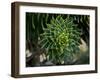 Monkeypuzzle Trees, Huerquehue National Park, Chile-Scott T. Smith-Framed Premium Photographic Print