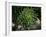 Monkeypuzzle Trees, Huerquehue National Park, Chile-Scott T. Smith-Framed Premium Photographic Print