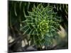 Monkeypuzzle Trees, Huerquehue National Park, Chile-Scott T. Smith-Mounted Premium Photographic Print