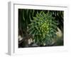 Monkeypuzzle Trees, Huerquehue National Park, Chile-Scott T. Smith-Framed Photographic Print