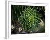 Monkeypuzzle Trees, Huerquehue National Park, Chile-Scott T. Smith-Framed Photographic Print