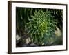 Monkeypuzzle Trees, Huerquehue National Park, Chile-Scott T. Smith-Framed Photographic Print