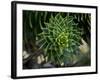 Monkeypuzzle Trees, Huerquehue National Park, Chile-Scott T. Smith-Framed Photographic Print