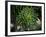 Monkeypuzzle Trees, Huerquehue National Park, Chile-Scott T. Smith-Framed Photographic Print