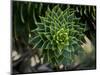 Monkeypuzzle Trees, Huerquehue National Park, Chile-Scott T. Smith-Mounted Photographic Print