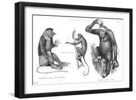 Monkeys and Gorilla-null-Framed Art Print