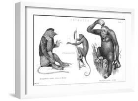 Monkeys and Gorilla-null-Framed Art Print