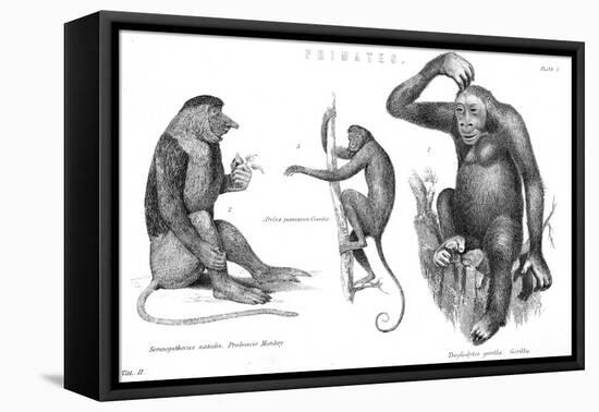 Monkeys and Gorilla-null-Framed Stretched Canvas