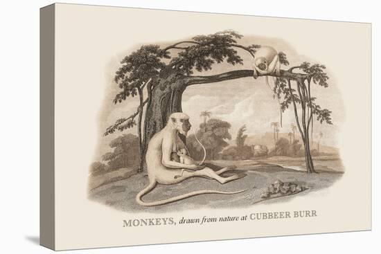 Monkeys at Cubbeer Burr-Baron De Montalemert-Stretched Canvas