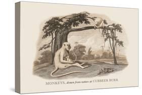 Monkeys at Cubbeer Burr-Baron De Montalemert-Stretched Canvas