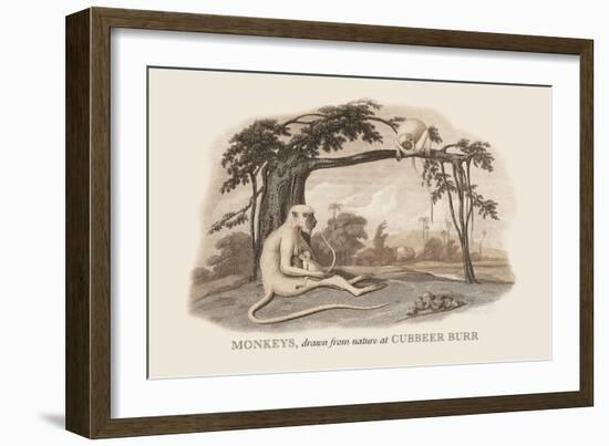 Monkeys at Cubbeer Burr-Baron De Montalemert-Framed Art Print