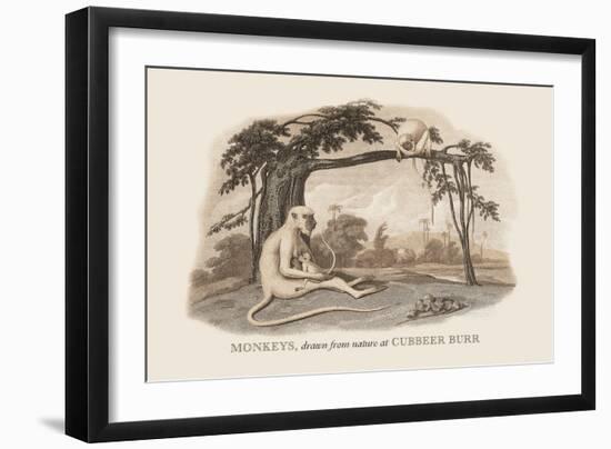 Monkeys at Cubbeer Burr-Baron De Montalemert-Framed Art Print