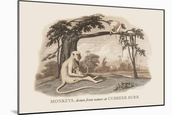 Monkeys at Cubbeer Burr-Baron De Montalemert-Mounted Art Print